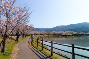Fototapeta na wymiar 大池公園の桜並木