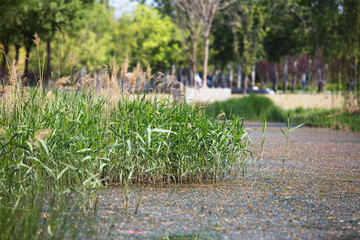The vigorous aquatic plants growing in the lake