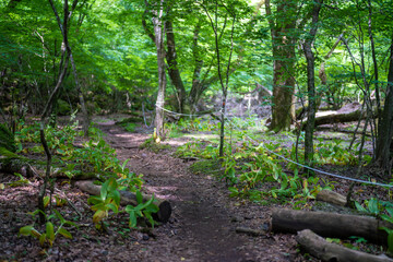 大分県の平治岳、大船山のミヤマキリシマが咲く登山道 Trail of Mt.Heijidake and Mt.Taisenzan in Oita Prefecture
