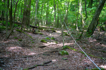 大分県の平治岳、大船山のミヤマキリシマが咲く登山道 Trail of Mt.Heijidake and Mt.Taisenzan in Oita Prefecture