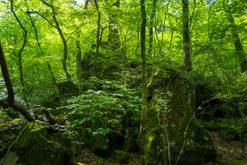 Obraz premium 大分県の平治岳、大船山のミヤマキリシマが咲く登山道 Trail of Mt.Heijidake and Mt.Taisenzan in Oita Prefecture
