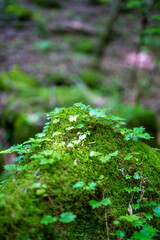 大分県の平治岳、大船山のミヤマキリシマが咲く登山道 Trail of Mt.Heijidake and Mt.Taisenzan in Oita Prefecture