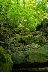 大分県の平治岳、大船山のミヤマキリシマが咲く登山道 Trail of Mt.Heijidake and Mt.Taisenzan in Oita Prefecture