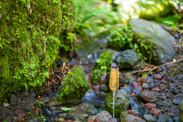 大分県の平治岳、大船山のミヤマキリシマが咲く登山道 Trail of Mt.Heijidake and Mt.Taisenzan in Oita Prefecture