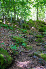 Fototapeta premium 大分県の平治岳、大船山のミヤマキリシマが咲く登山道 Trail of Mt.Heijidake and Mt.Taisenzan in Oita Prefecture