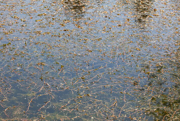 Pollution of water plants growing wildly in the water