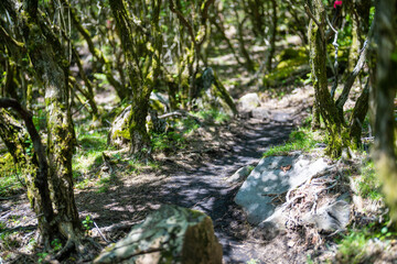 大分県の平治岳、大船山の登山道 Trail of Mt.Heijidake and Mt.Taisenzan in Oita Prefecture