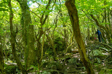 Fototapeta premium 大分県の平治岳、大船山の登山道 Trail of Mt.Heijidake and Mt.Taisenzan in Oita Prefecture