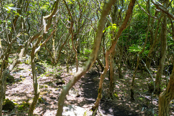 大分県の平治岳、大船山の登山道 Trail of Mt.Heijidake and Mt.Taisenzan in Oita Prefecture