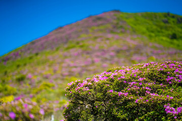 Obraz premium 大分県の平治岳、大船山の登山道 Trail of Mt.Heijidake and Mt.Taisenzan in Oita Prefecture