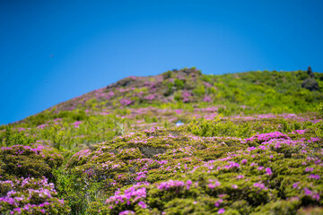 Obraz premium 大分県の平治岳、大船山の登山道 Trail of Mt.Heijidake and Mt.Taisenzan in Oita Prefecture