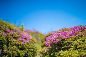 Obraz premium 大分県の平治岳、大船山の登山道 Trail of Mt.Heijidake and Mt.Taisenzan in Oita Prefecture