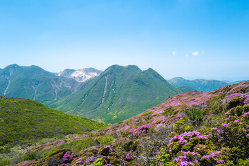 Fototapeta premium 大分県の平治岳、大船山の登山道 Trail of Mt.Heijidake and Mt.Taisenzan in Oita Prefecture