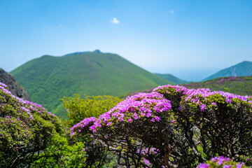 大分県の平治岳、大船山の登山道 Trail of Mt.Heijidake and Mt.Taisenzan in Oita Prefecture