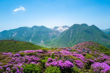 大分県の平治岳、大船山の登山道 Trail of Mt.Heijidake and Mt.Taisenzan in Oita Prefecture