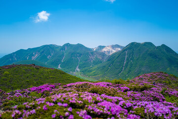 Naklejka na ściany i meble 大分県の平治岳、大船山の登山道 Trail of Mt.Heijidake and Mt.Taisenzan in Oita Prefecture