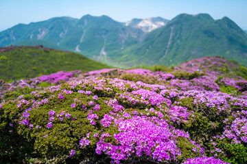 大分県の平治岳、大船山の登山道 Trail of Mt.Heijidake and Mt.Taisenzan in Oita Prefecture