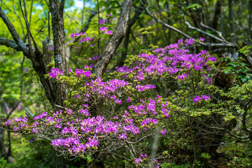 大分県の平治岳、大船山の登山道 Trail of Mt.Heijidake and Mt.Taisenzan in Oita Prefecture