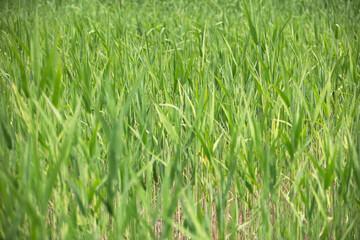 Growing Reed Swing Aquatic Plant