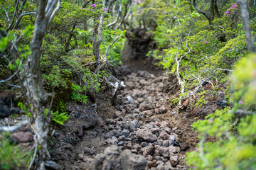 Fototapeta premium 大分県の平治岳、大船山の登山道 Trail of Mt.Heijidake and Mt.Taisenzan in Oita Prefecture