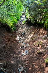 Fototapeta premium 大分県の平治岳、大船山の登山道 Trail of Mt.Heijidake and Mt.Taisenzan in Oita Prefecture