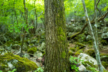 大分県の平治岳、大船山の登山道 Trail of Mt.Heijidake and Mt.Taisenzan in Oita Prefecture
