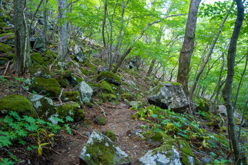 大分県の平治岳、大船山の登山道 Trail of Mt.Heijidake and Mt.Taisenzan in Oita Prefecture