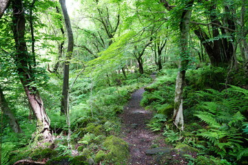 a refreshing spring forest with a pathway