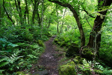 a refreshing spring forest with a pathway