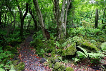 a refreshing spring forest with a pathway