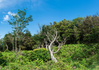 【静岡県伊豆半島】夏の高原風景【伊豆山稜線歩道・だるま山周辺・パノラマ】