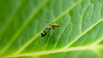 Tiny Flying Bug on Leaf