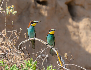 Two European Bee-Eaters Sitting on Stick and one of them Holding Bee in its Beak