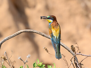 European Bee-Eater Holding a Fly in its Beak 