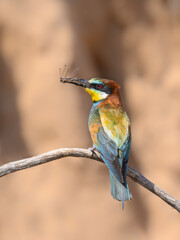 European Bee-Eater Holding a Dragonfly in its Beak and Sitting on Steak against Sand Wall