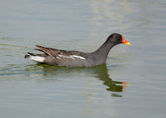 Common Moorhen or Eurasian Moorhen with Reflection Swimming on the Pond