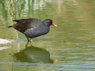 Common Moorhen or Eurasian Moorhen with Reflection, Closeup Portrait