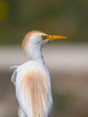 Obraz premium Cattle Egret in Breeding Plumage Closeup Portrait 