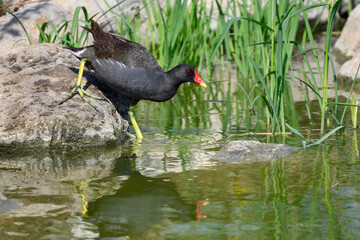 Common Moorhen or Eurasian Moorhen with Reflection Entering  the Pond