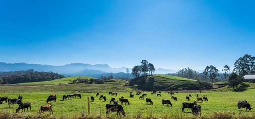 Área rural com criação de gado.