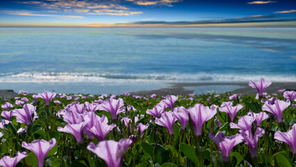 Focus area at sandy beach and bokeh sun light on blurry sea with nice flower background