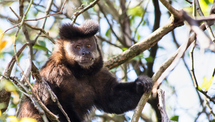 Macaco-prego na floresta.