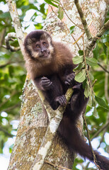 Close up de macaco-prego na árvore.