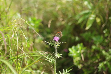 高原に咲くアザミの蜜を吸う蝶々（ギンボシヒョウモン）