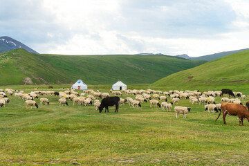 Pictures of sheep in the meadow.
