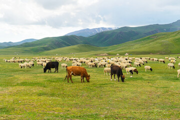 Fototapeta na wymiar Pictures of sheep in the meadow.