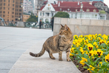 Gray Cat in Yellow Flower Patch 