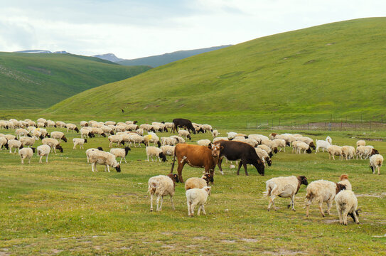 Pictures of sheep in the meadow.