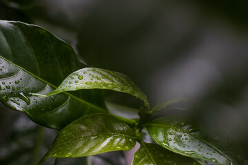 Fototapeta na wymiar drop on leaf