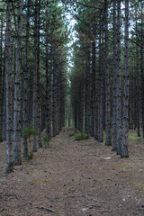 Dark Forest with Tall Pine Trees in a Row Woodland Scene   